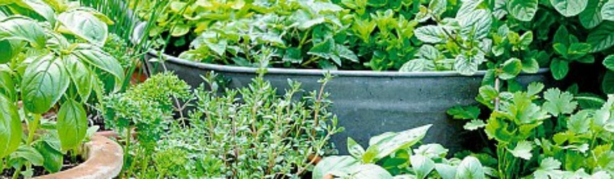 The Back Porch Garden